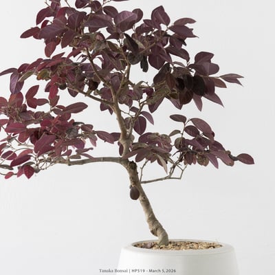 紅花繼木｜HP5197