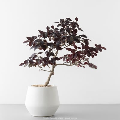 紅花繼木｜HP5192