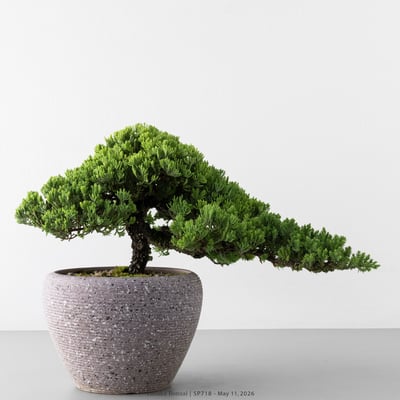 珍珠柏｜SP7181