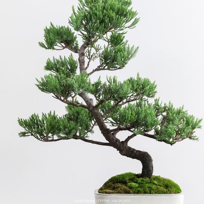 台灣真柏｜TTP7302