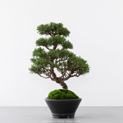 紀州真柏｜TPA5364