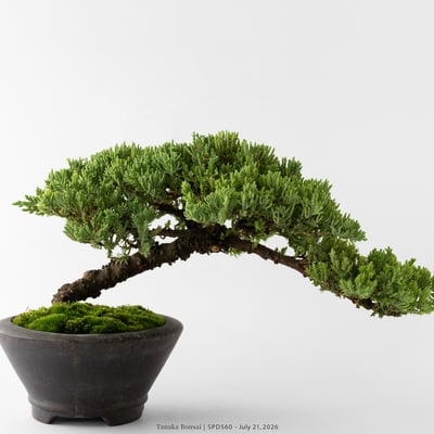 珍珠柏｜SPD5602