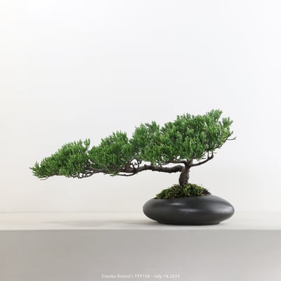 台灣真柏｜TTP7283