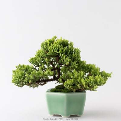 珍珠柏｜SPD5543
