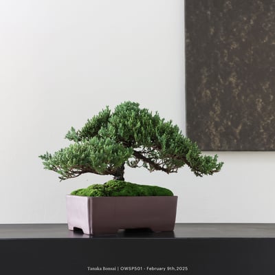 【官網限定】珍珠柏｜OWSP5013