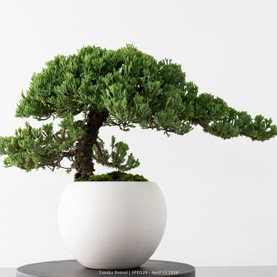 珍珠柏｜SPD52910