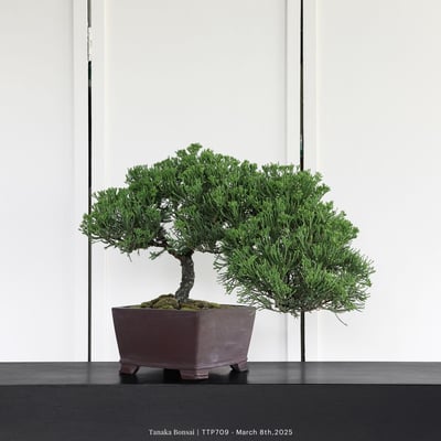 台灣真柏｜TTP7092