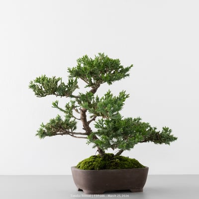 臺灣真柏｜TTP5867