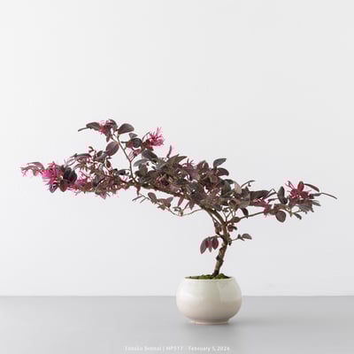 紅花繼木｜HP5176