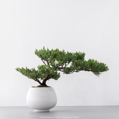 台灣真柏｜TTP5703