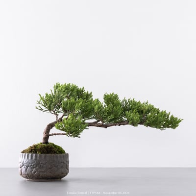 台灣真柏｜TTP5661