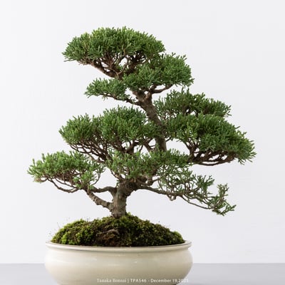 紀州真柏｜TPA54610