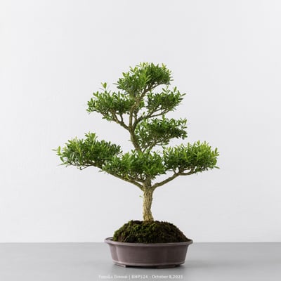 雀舌黃楊｜BHP5242