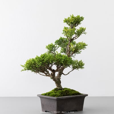 紀州真柏｜TPA5576