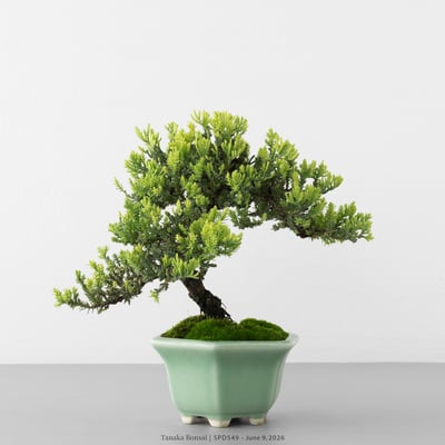 珍珠柏｜SPD5493