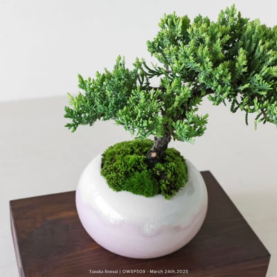 【官網限定】珍珠柏｜OWSP5097