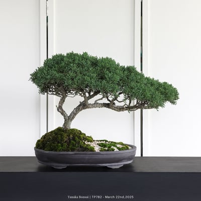 紀州真柏｜TP7821