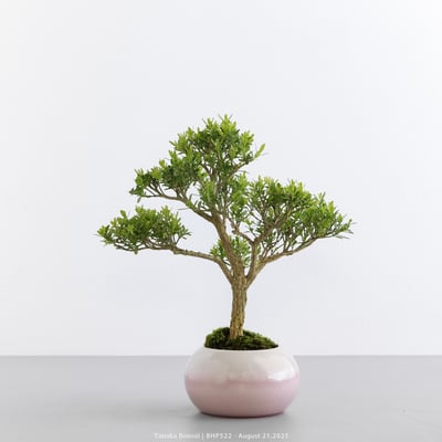 雀舌黃楊｜BHP5225