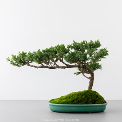 臺灣真柏｜TTP5794