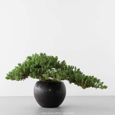 珍珠柏｜SPD5377