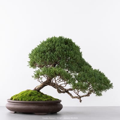 紀州真柏｜TP7875