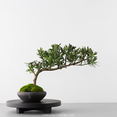 晶鑽羅漢松｜FP5331