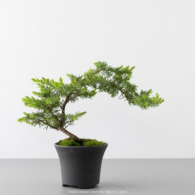 黃金杜松｜GDP5506