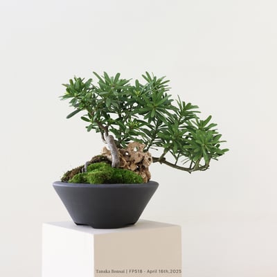 晶鑽羅漢松｜FP5183