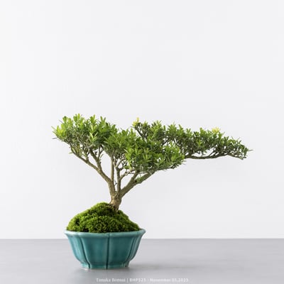 雀舌黃楊｜BHP5255