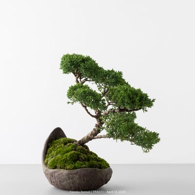 紀州真柏｜TPA5716