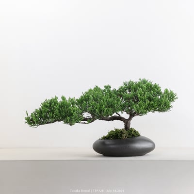 台灣真柏｜TTP7281