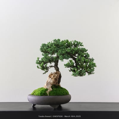 【官網限定】珍珠柏｜OWSP5063