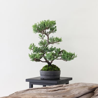 台灣真柏｜TTP5503