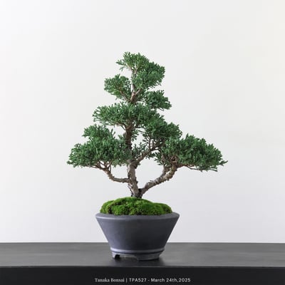 紀州真柏｜TPA5277