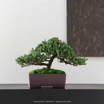 【官網限定】珍珠柏｜OWSP5011