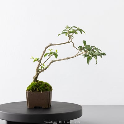 李氏櫻桃｜CP5109