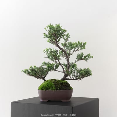 台灣真柏｜TTP5494