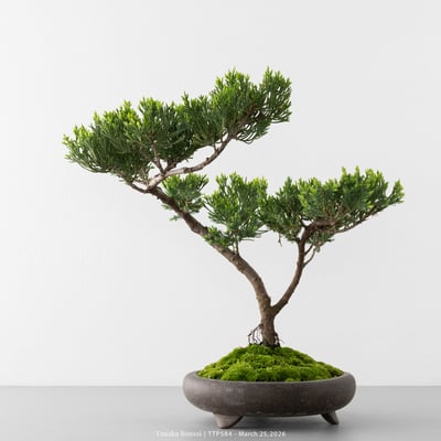 臺灣真柏｜TTP5846