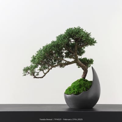 紀州真柏｜TPA5214