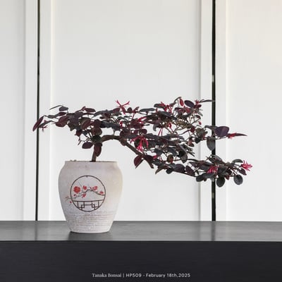 紅花繼木｜HP5091