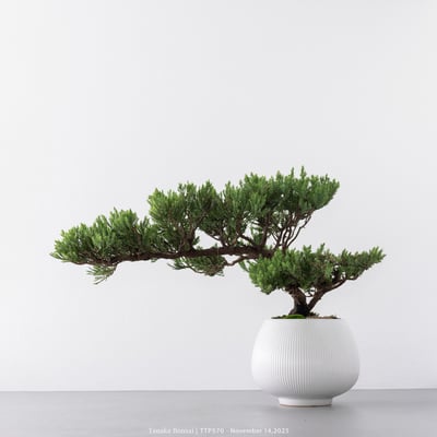 台灣真柏｜TTP5708