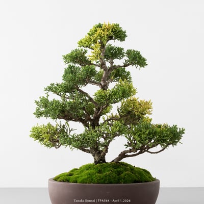 紀州真柏｜TPA5642