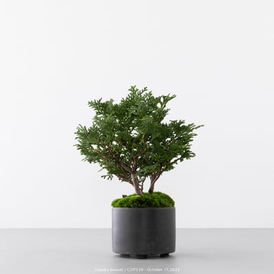 日本青檜｜COP5396