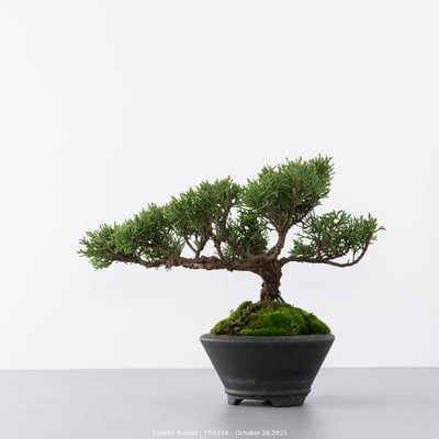 紀州真柏｜TPA5386