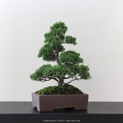 紀州真柏｜TPA5323