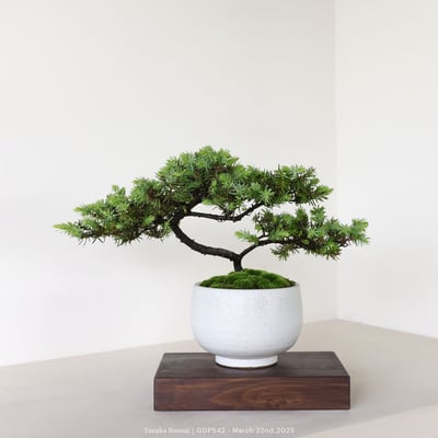 黃金杜松｜GDP5425