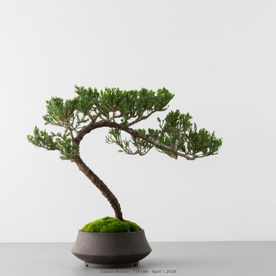 臺灣真柏｜TTP5884