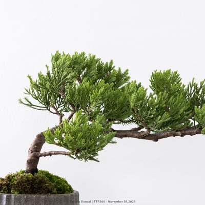 台灣真柏｜TTP5662