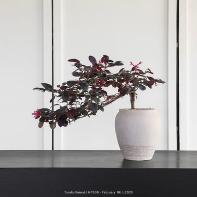 紅花繼木｜HP5094