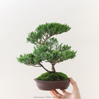 台灣真柏｜TTP5454